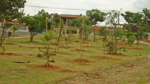 Fotografia de reflorestamento | Reflorestamentos e Manejo Arbóreo