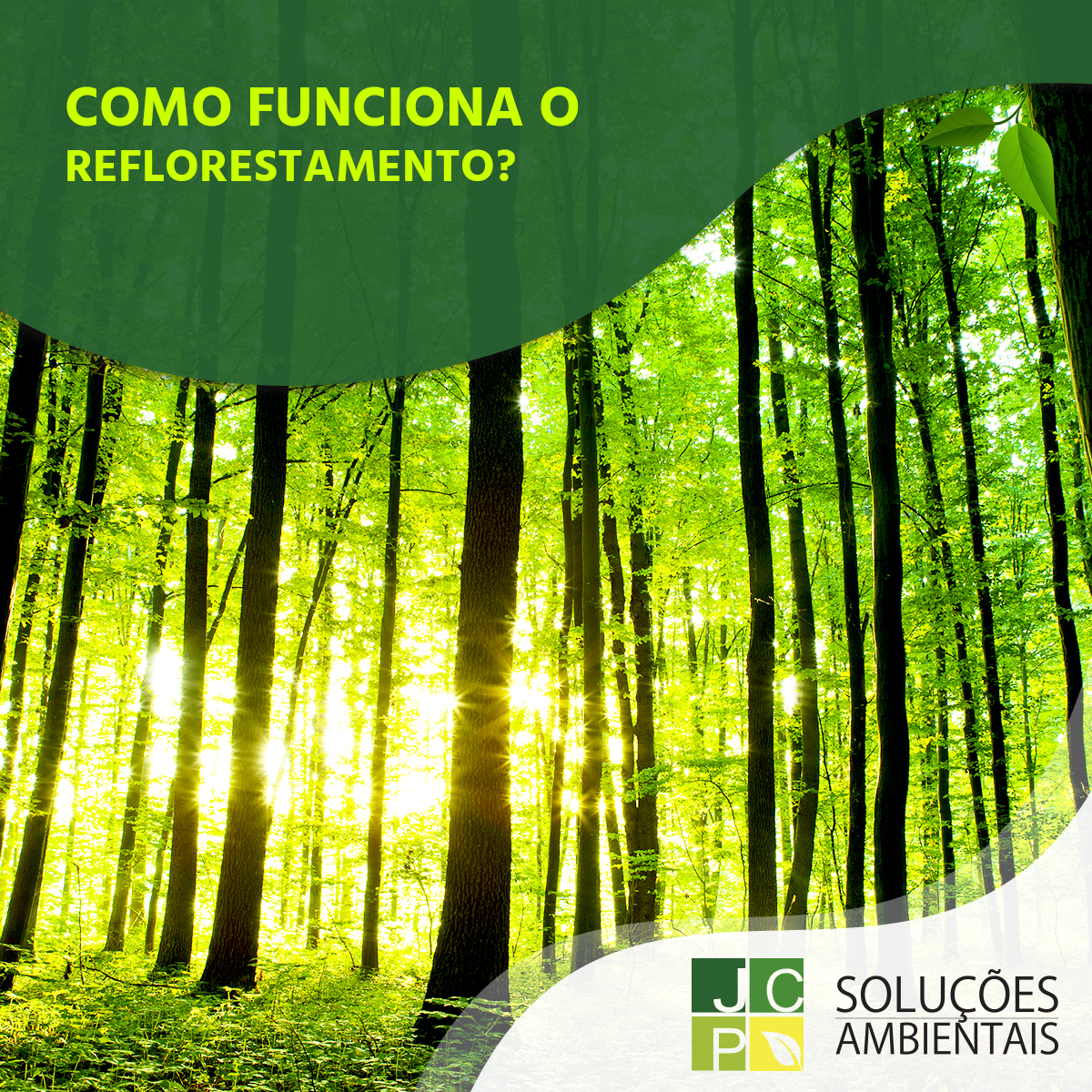Como funciona o reflorestamento? | JCP Soluções Ambientais Campinas