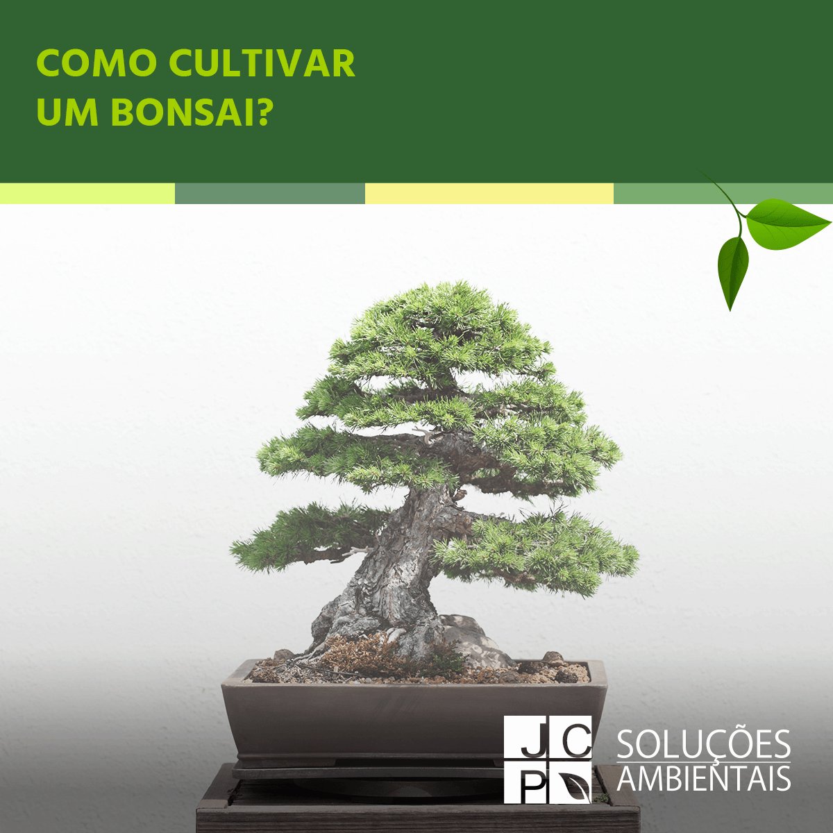 Como cultivar um bonsai? | JCP Soluções Ambientais Campinas
