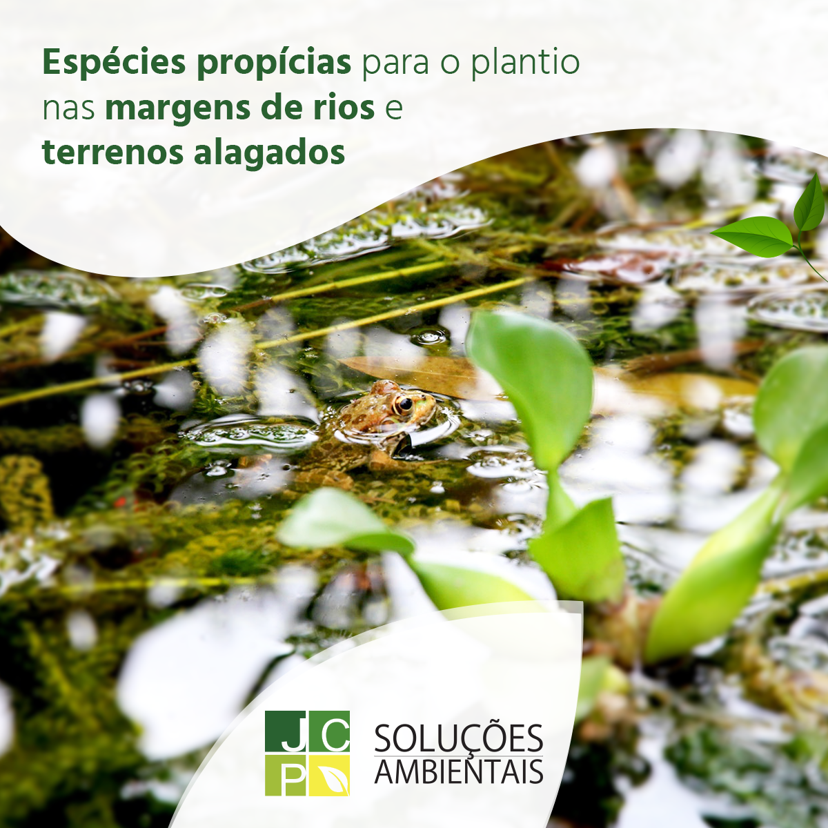 Espécies propícias para o plantio nas margens de rios e terrenos alagados | JCP Soluções Ambientais Campinas