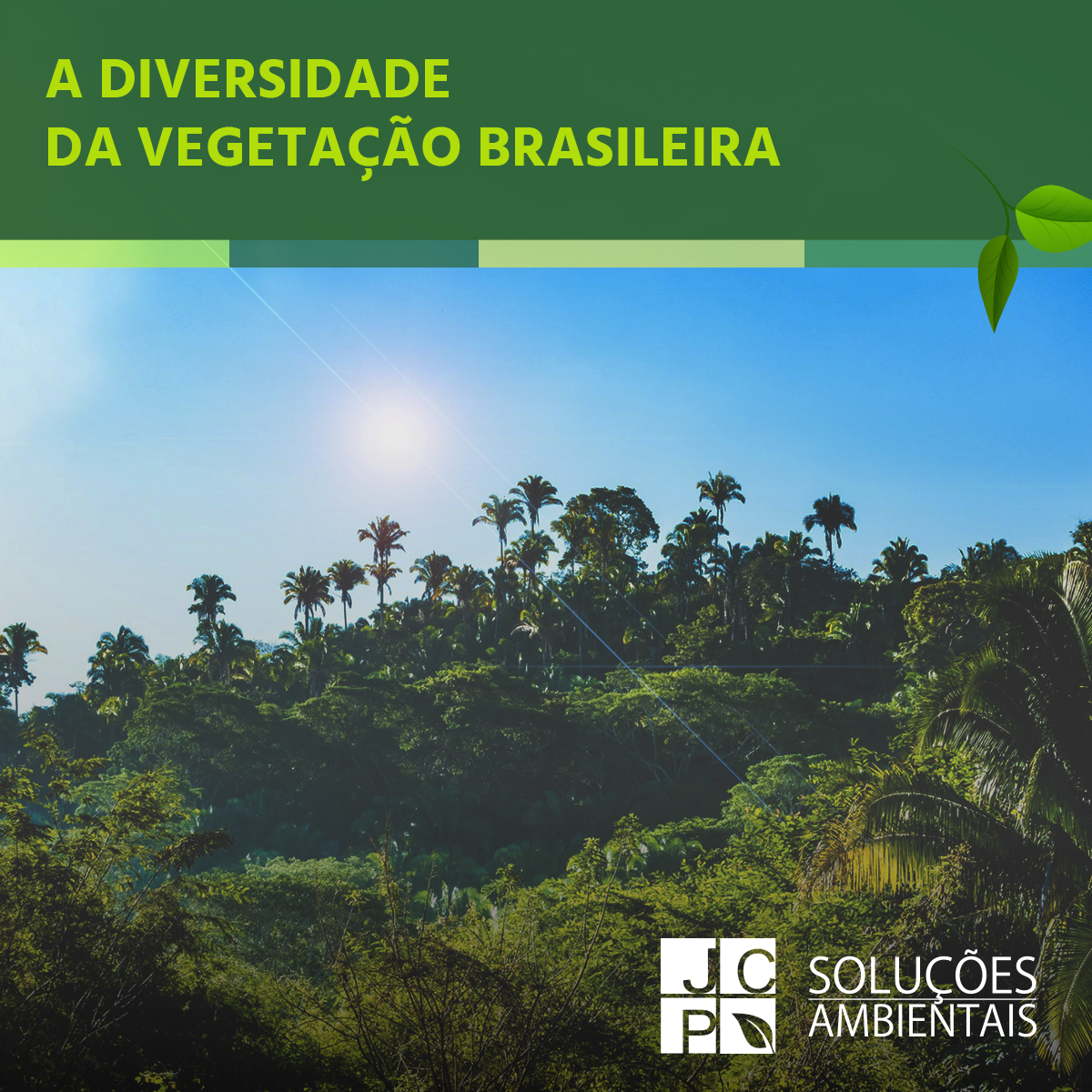 A diversidade da vegetação brasileira | JCP Soluções Ambientais Campinas