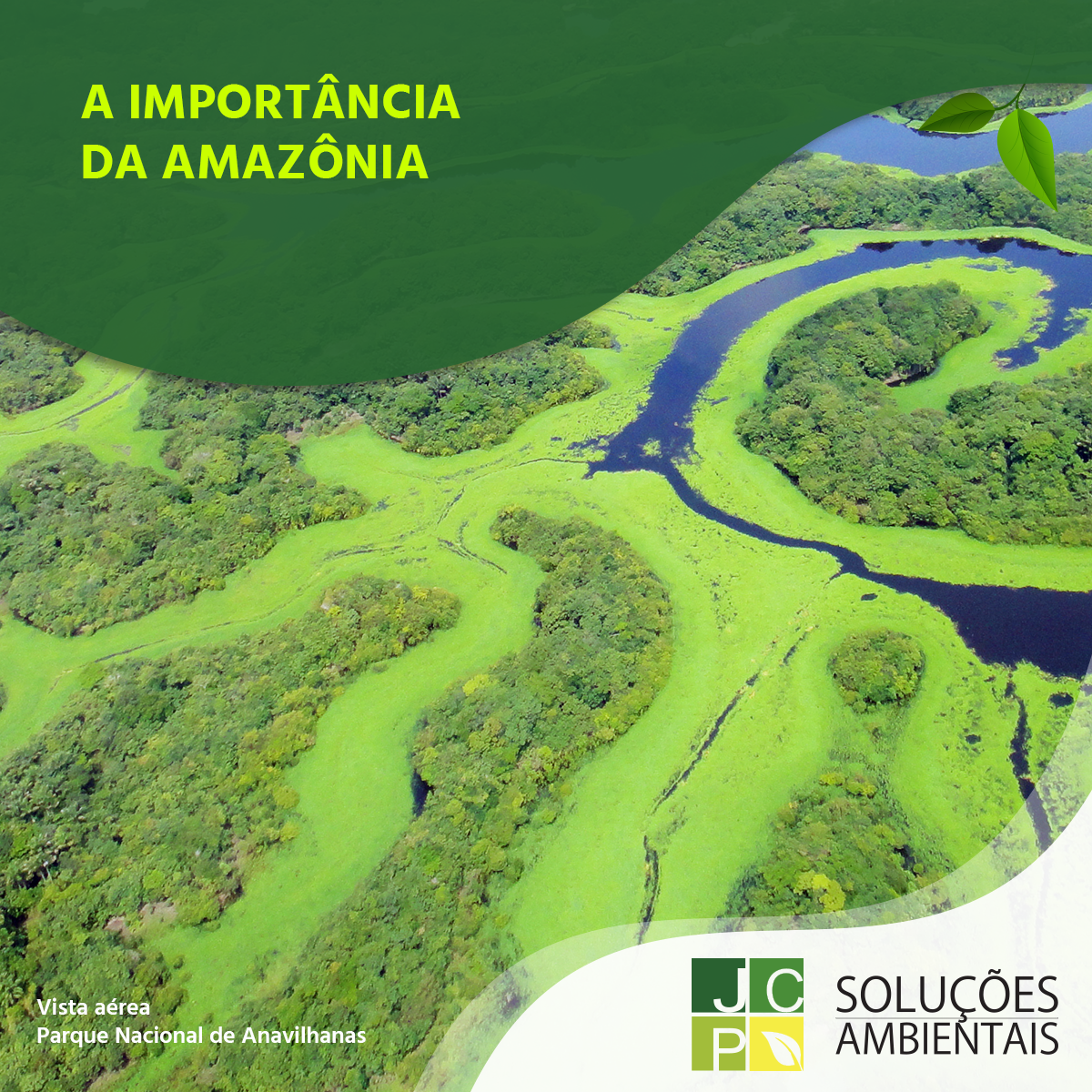 A importância da Amazônia | JCP Soluções Ambientais Campinas