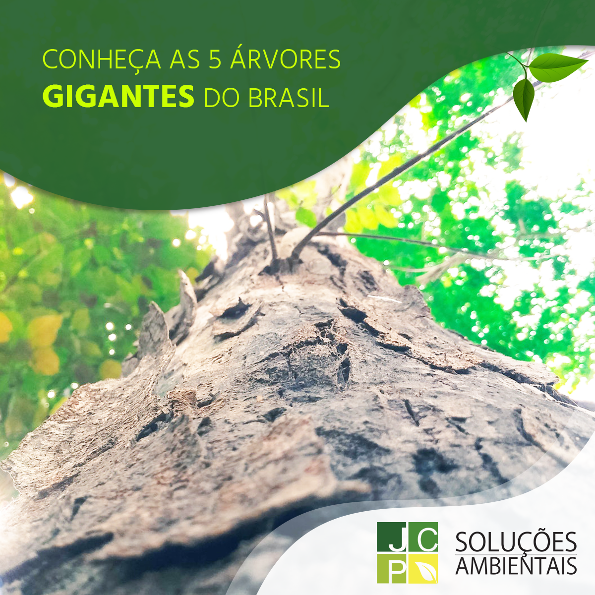 Conheça as 5 árvore gigantes do Brasil | JCP Soluções Ambientais Campinas